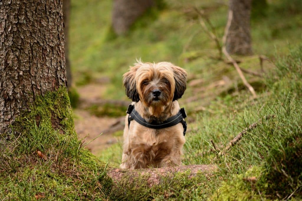 Tibetaanse Terrier