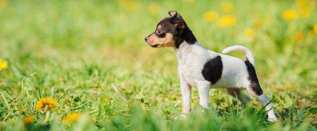 Toy Fox Terrier