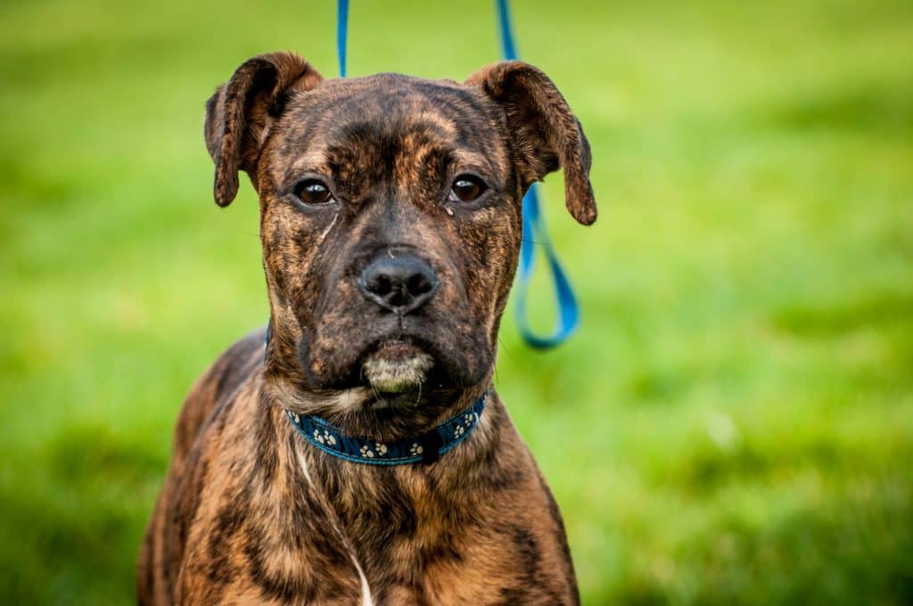 Treeing Tennessee Brindle