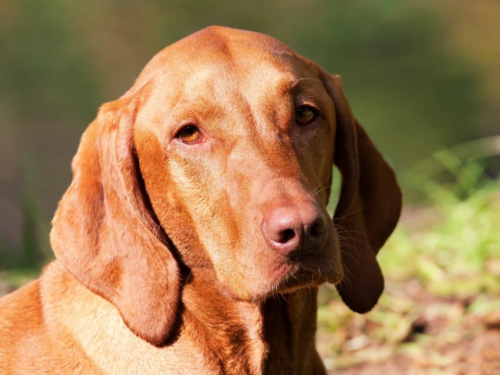 Vizsla