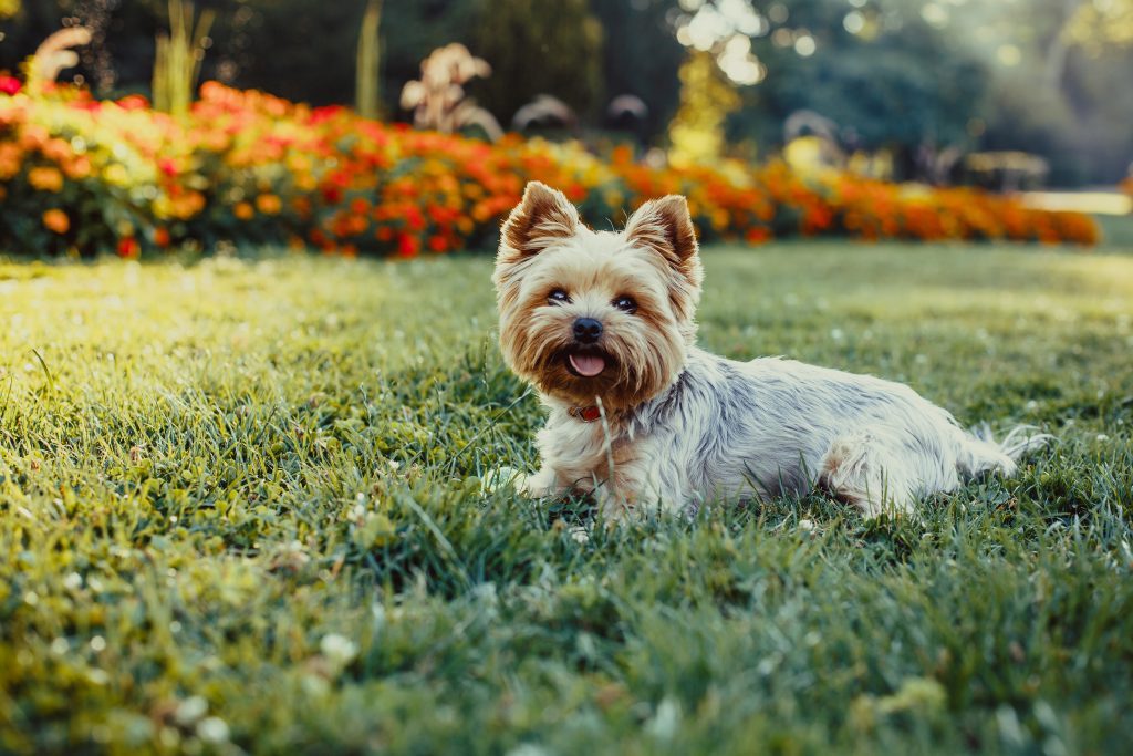 Yorkipoo