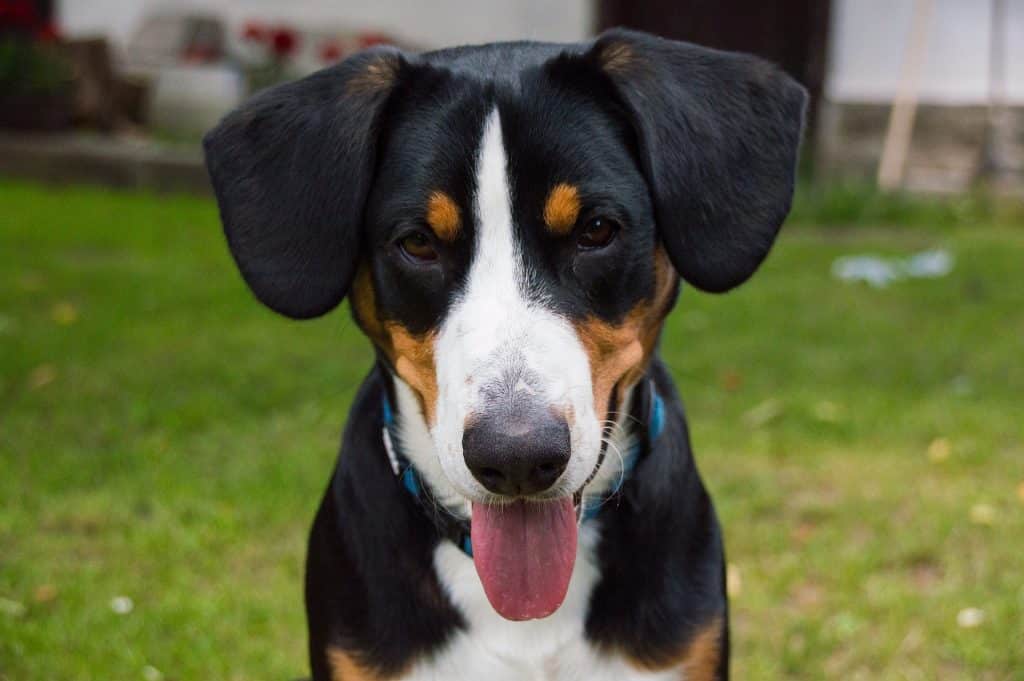 Entlebucher