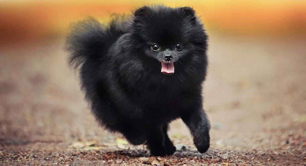 dwergkeeshond