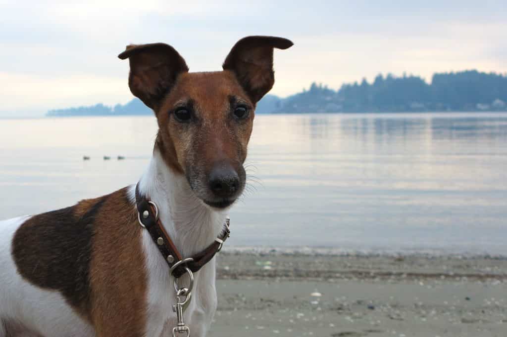 Fox Terrier