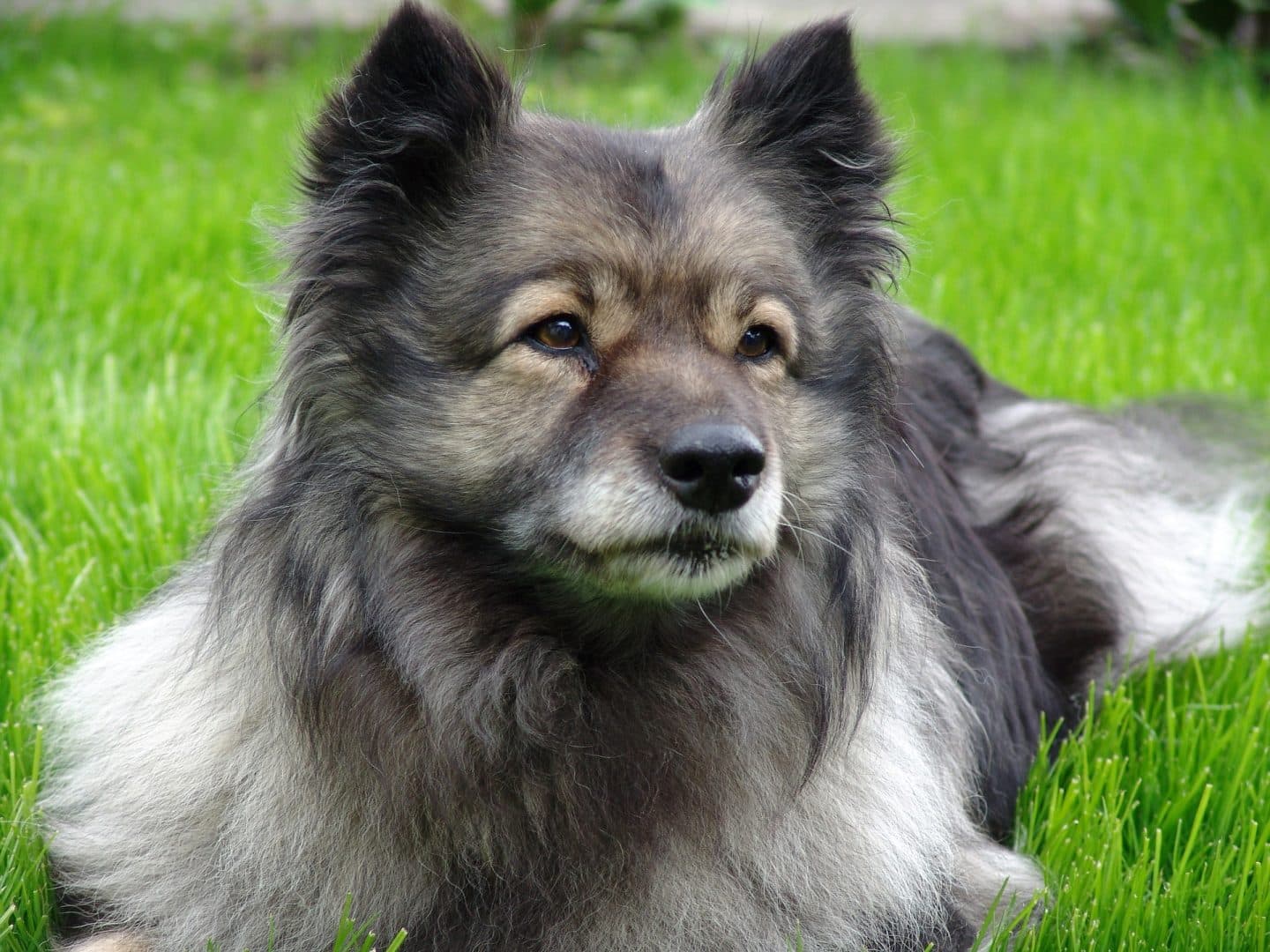 witte keeshond