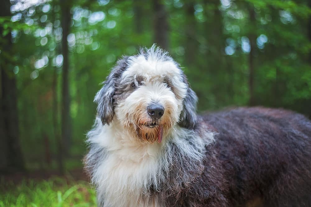 Old English Sheepdog