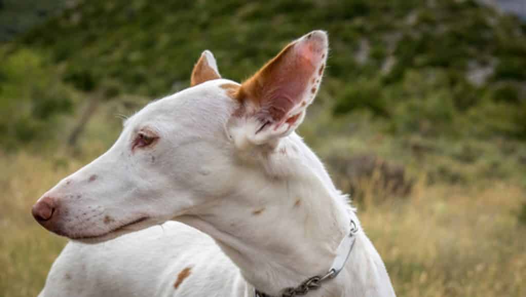 Podenco ibicenco