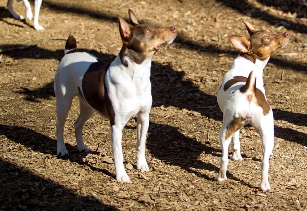 rat terrier