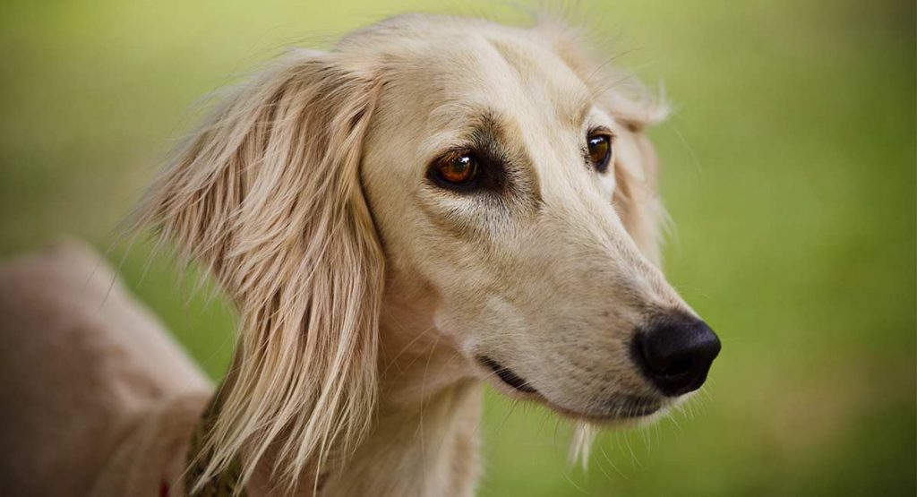 Saluki