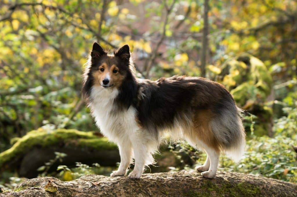 sheltie