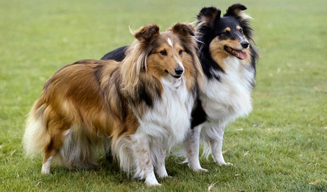 sheltie