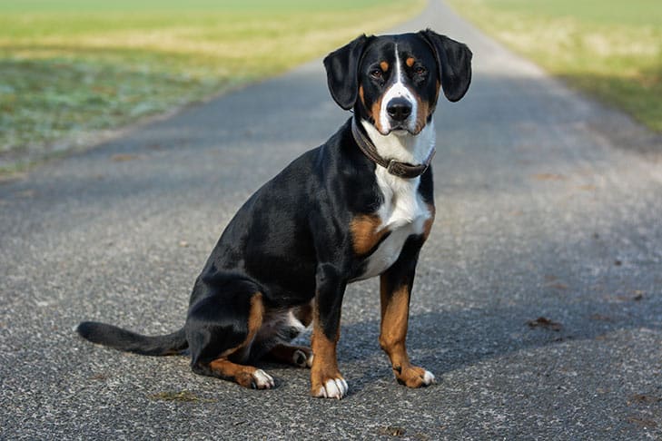 grote zwitserse sennenhond - alles over hondenrassen ✓