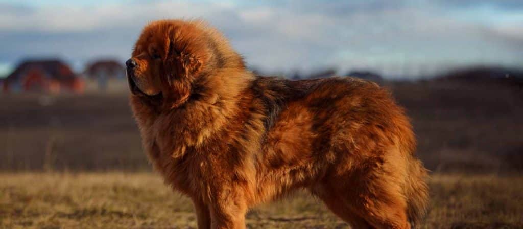 Tibetaanse Mastiff