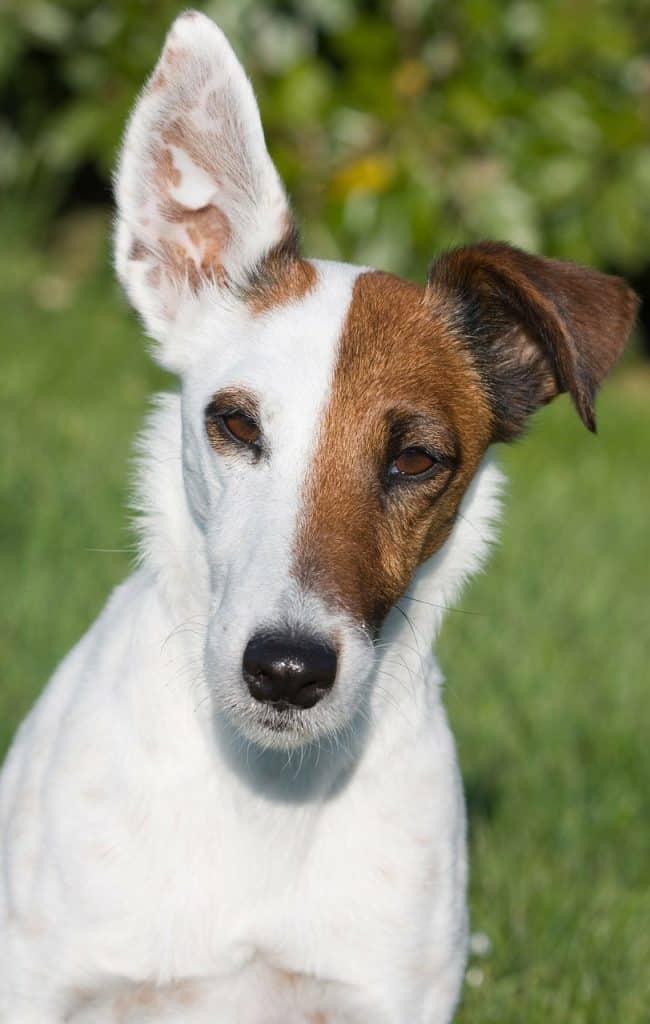 toy fox terrier