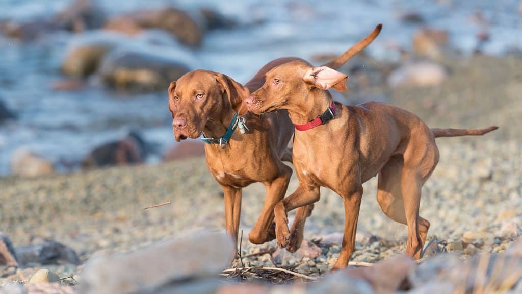 Vizsla