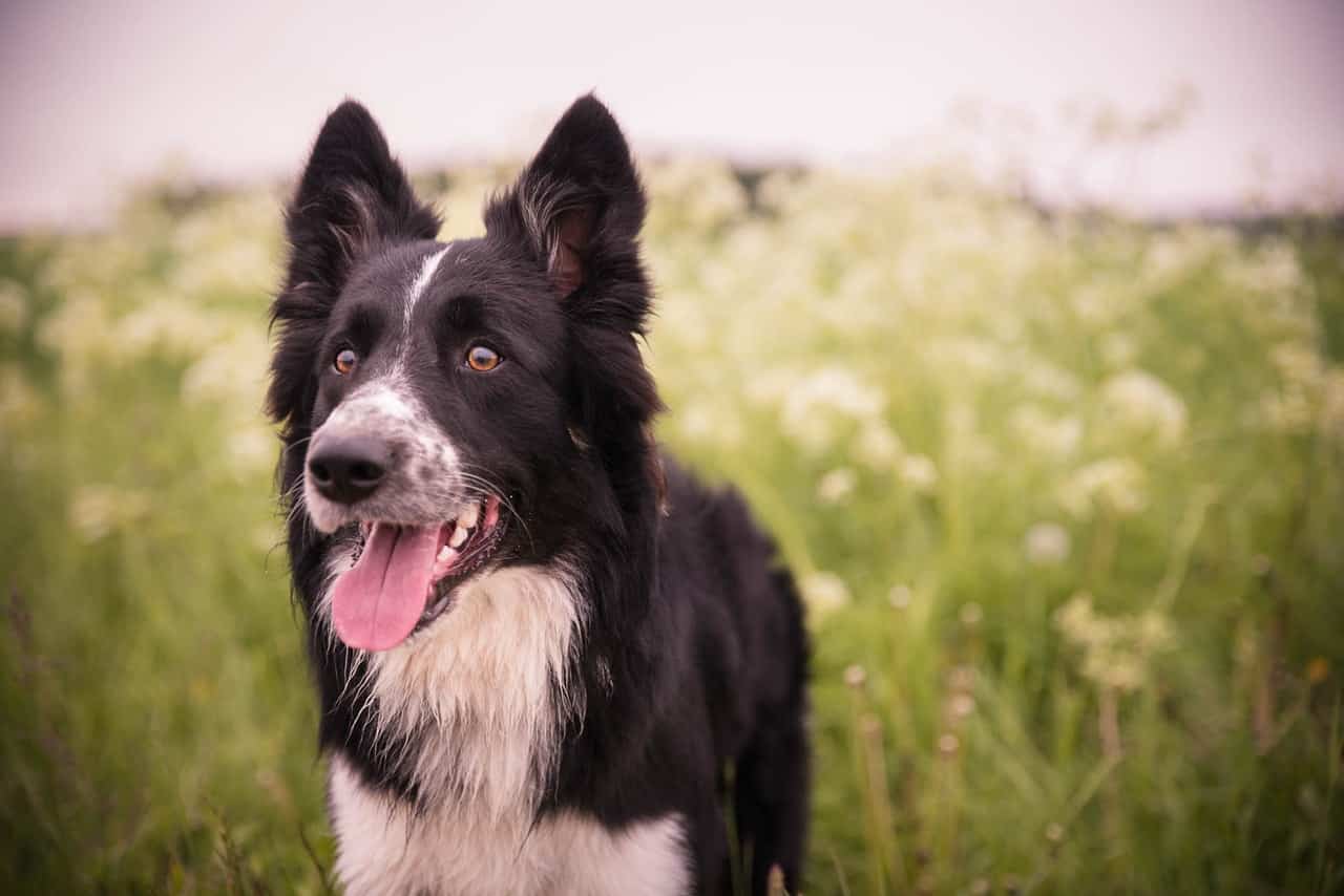 feiten fabels honden