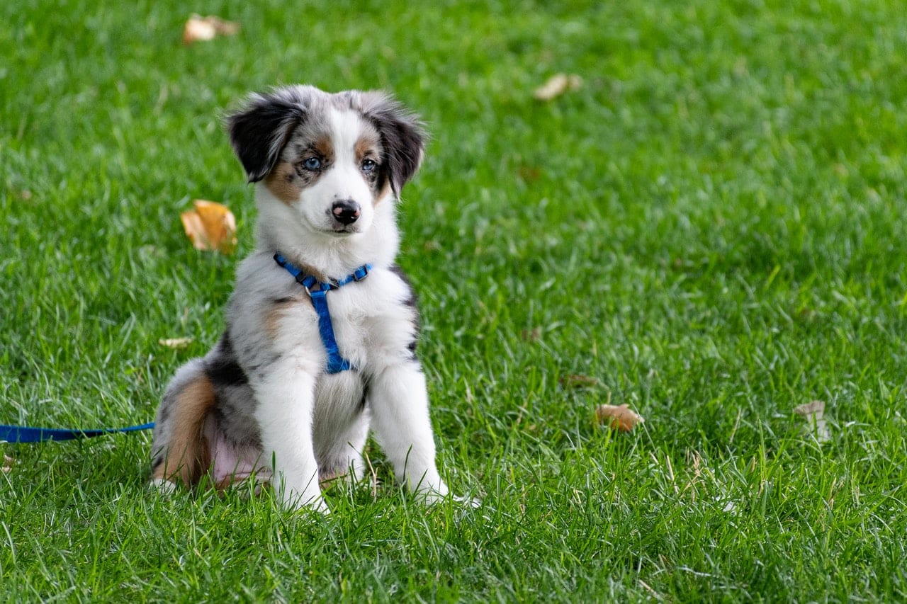 hond aan de riem