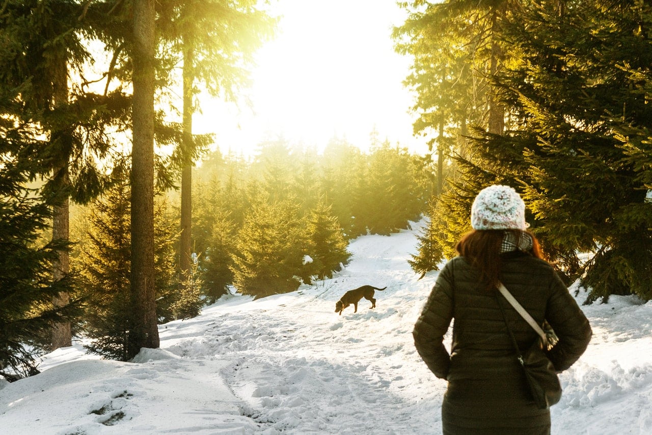 honden in de sneeuw