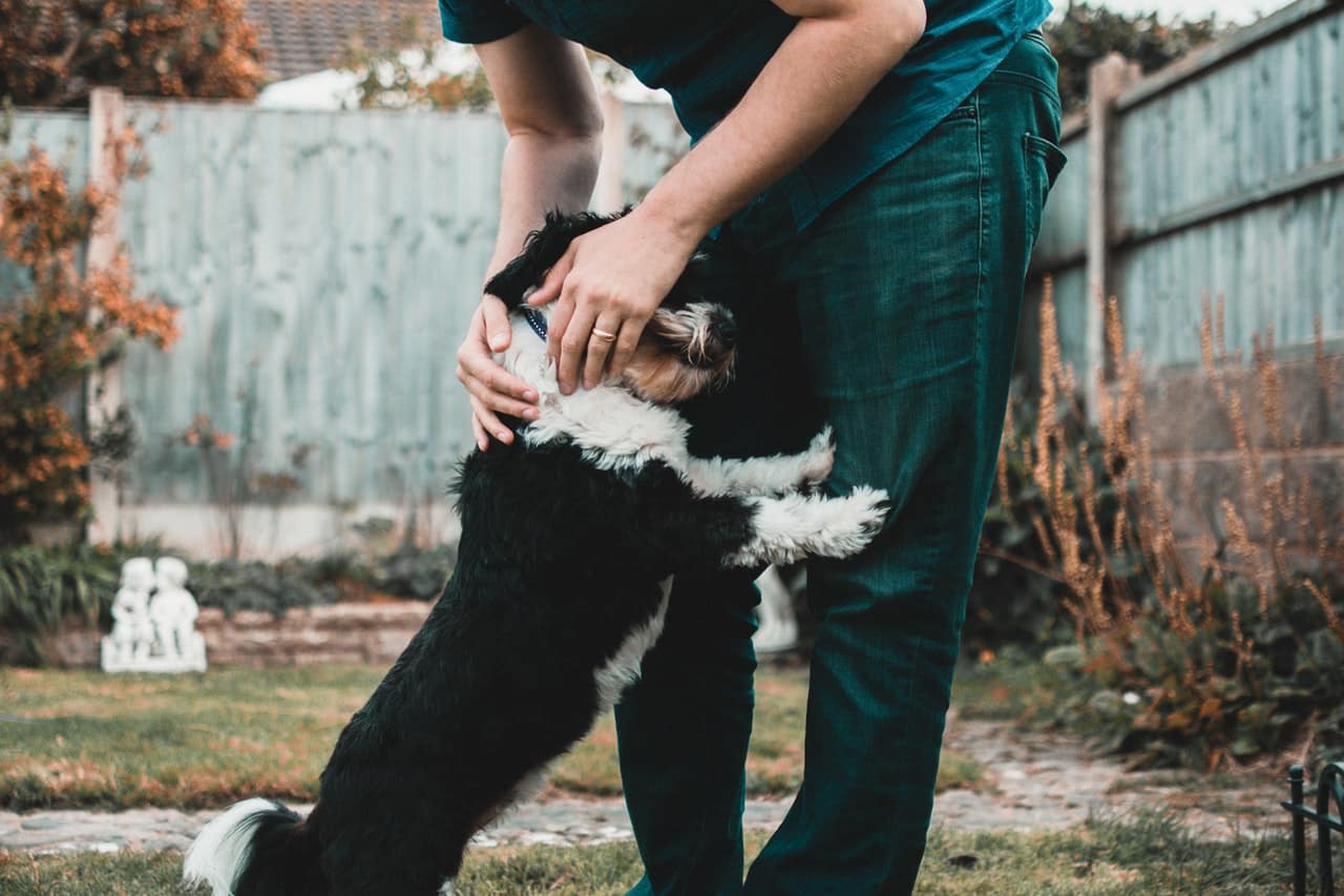 liefde voor honden