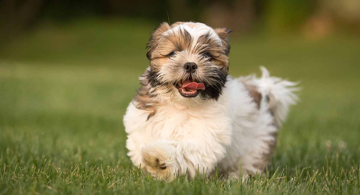 havanese hondenras