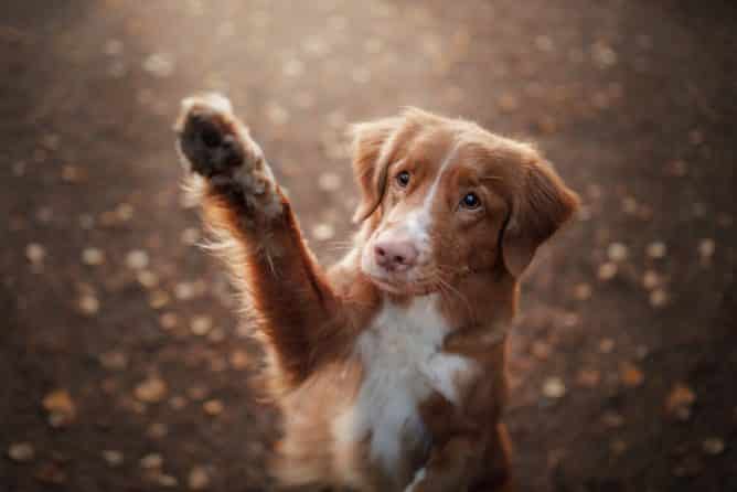 hond leren zwaaien