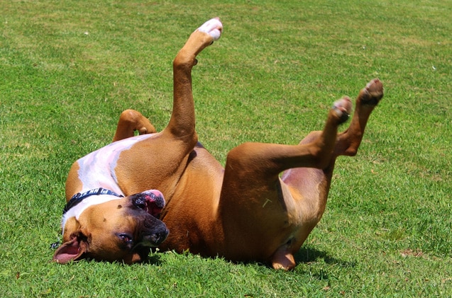 hond rolt in het gras