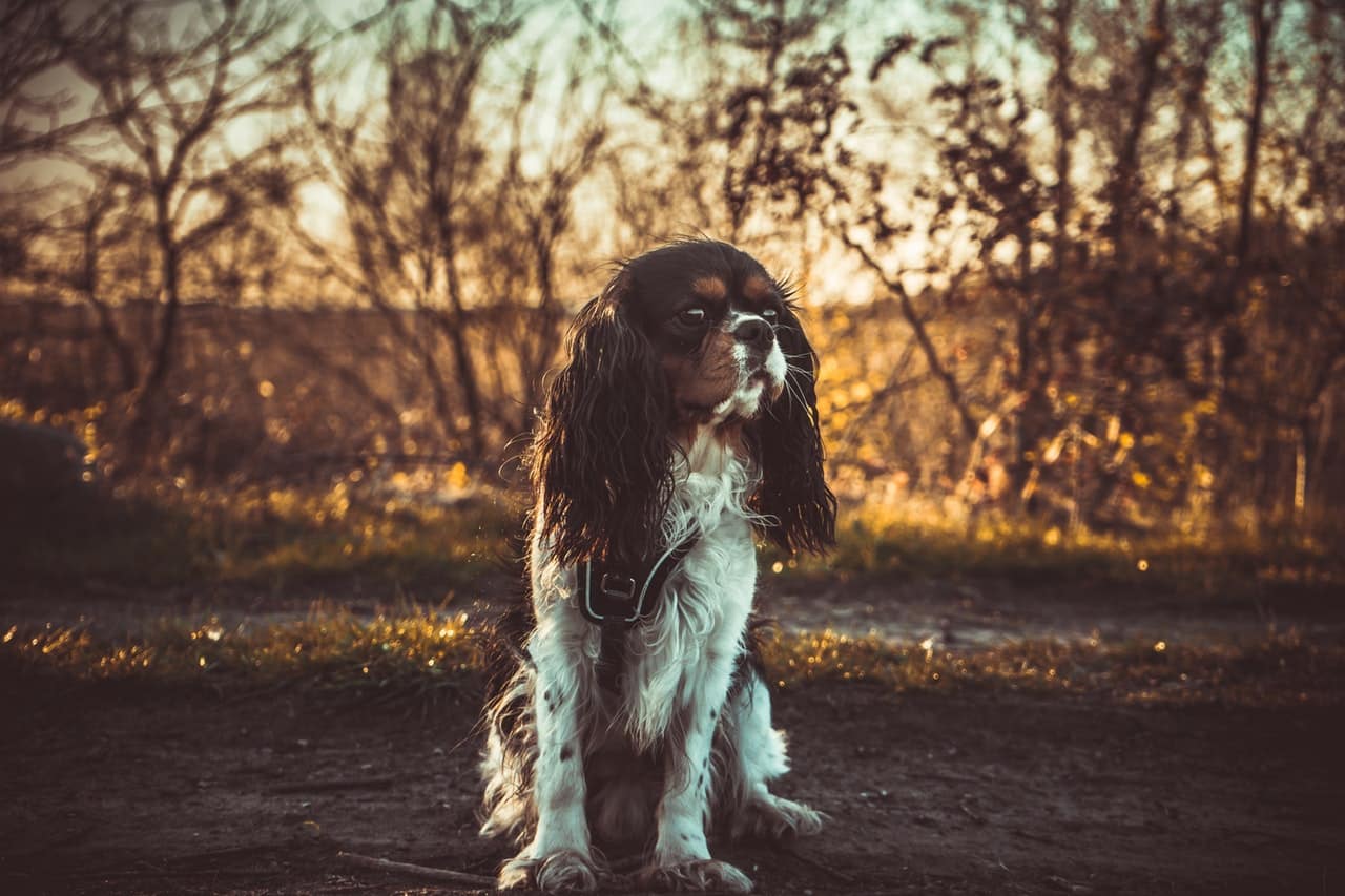 hondenfotografie