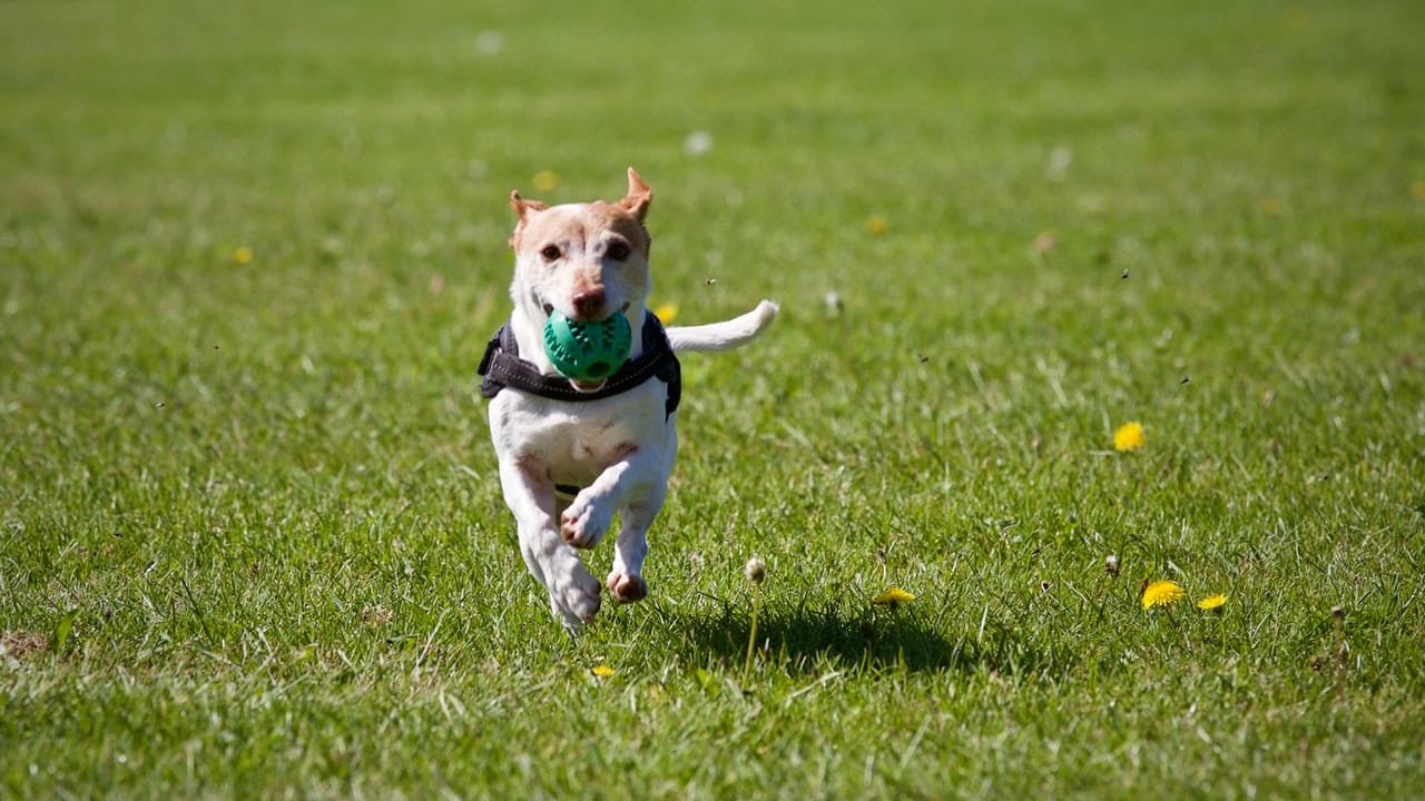 Automatisch positie Adviseren Tips & Tricks om buiten met je pup te spelen - Alles over honden