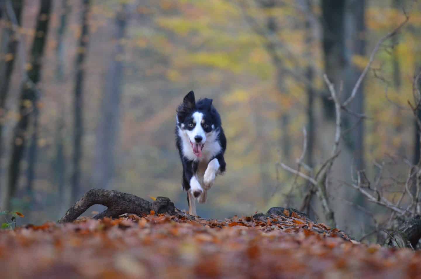 oudere hond adopteren