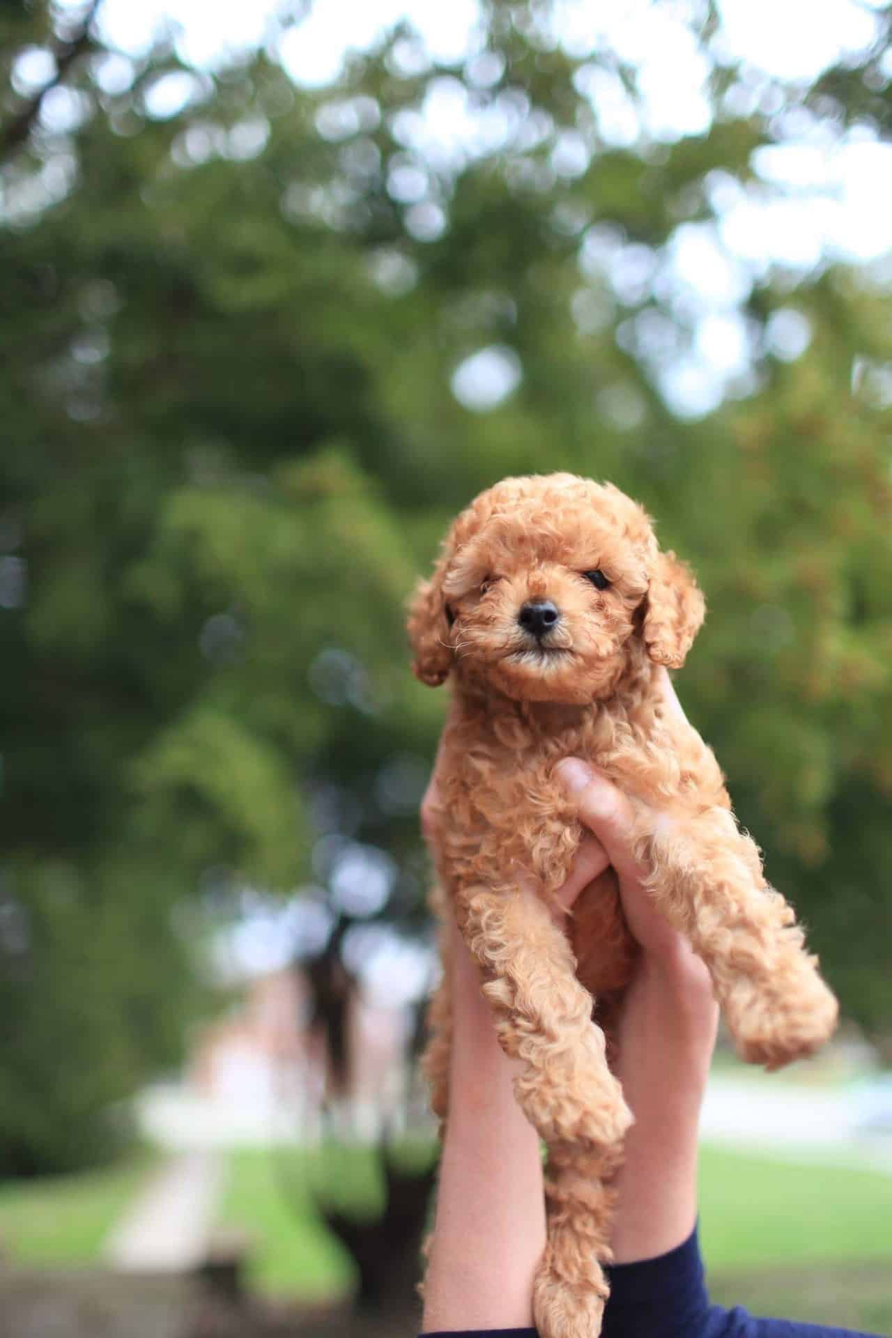 eerste drie maanden puppy