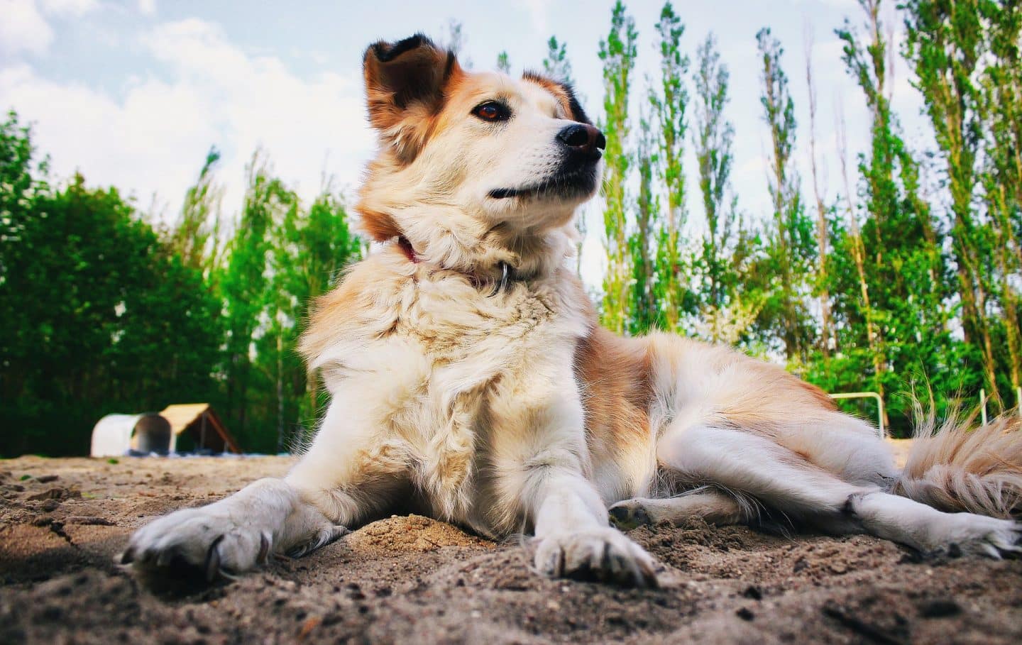 hond trainen clicker