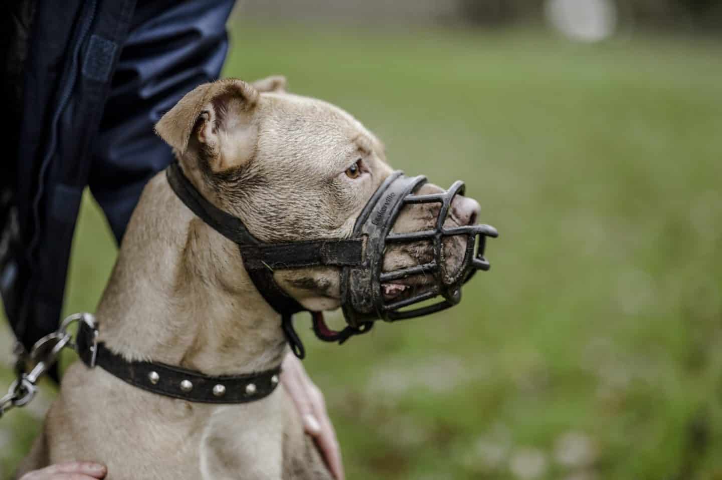 Appartement leveren raket De Hondenmuilkorf wat is het en hoe gebruik je het? - Alles over honden