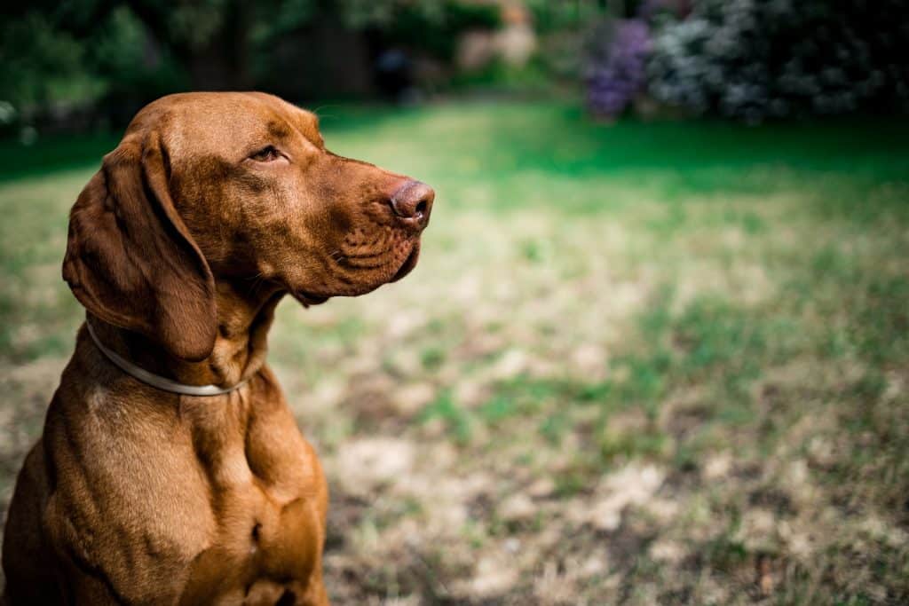 Vizsla hongaars hondenras