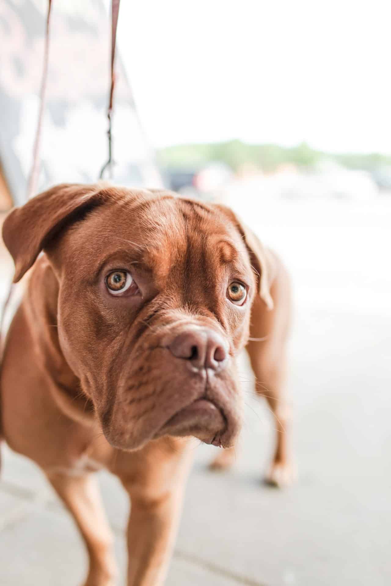 Kunnen honden het Coronavirus krijgen