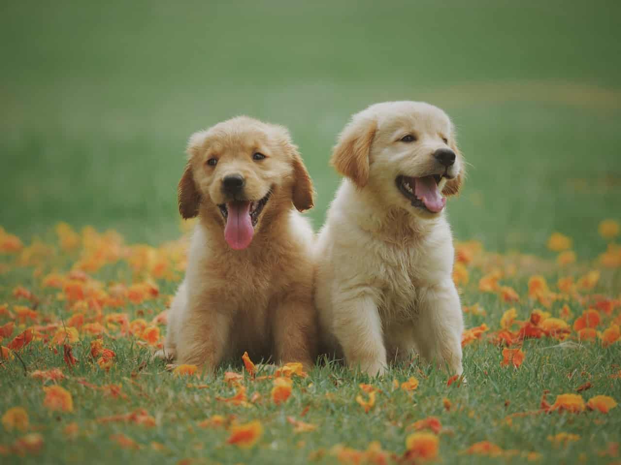 timmerman Pekkadillo . De vijf duurste hondenrassen - Alles over honden