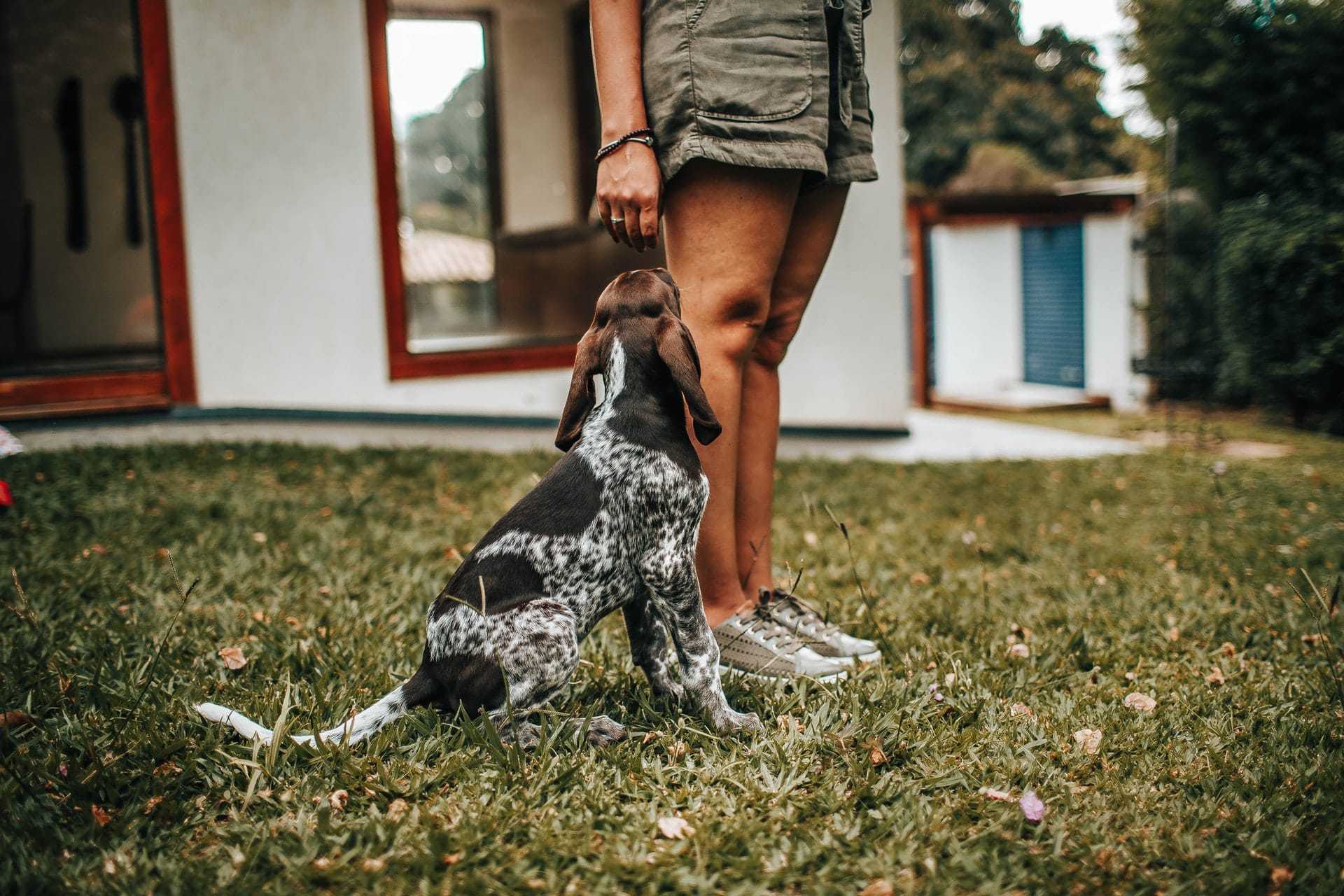 De beste accessoires voor een hond voor het jagen over honden