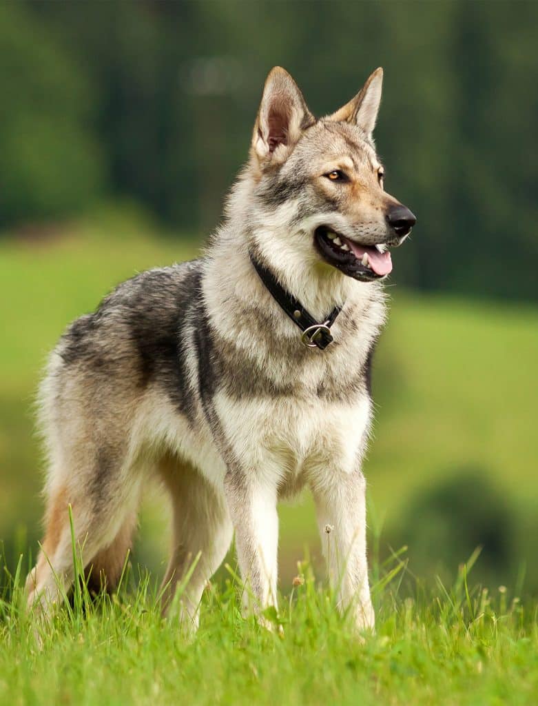 Tsjechoslowaakse Wolfhond