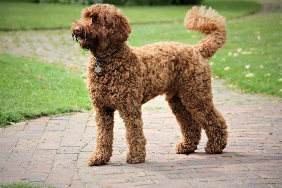Labradoodle Alles wat je moet weten Allesoverhondenrassen.nl