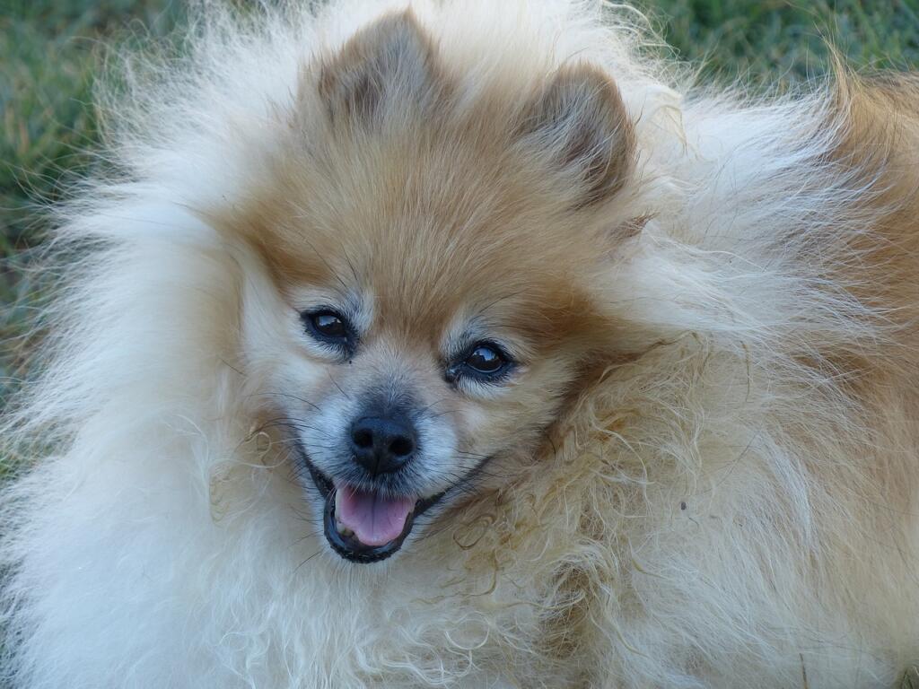 Pomeranian 2652552 1280