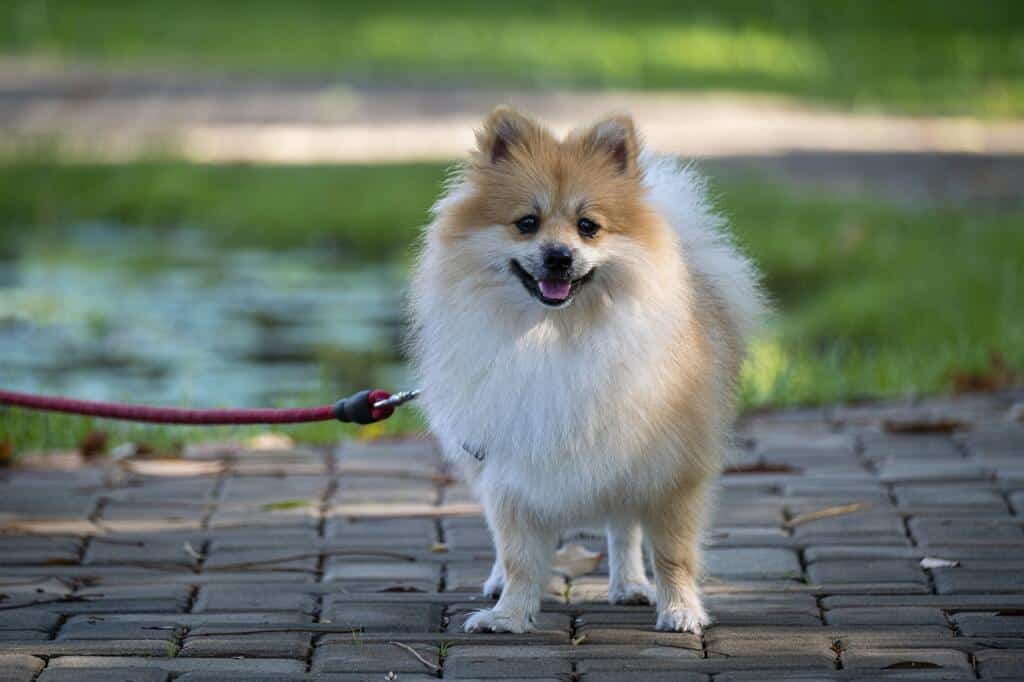 Pomeranian 6275532 1280