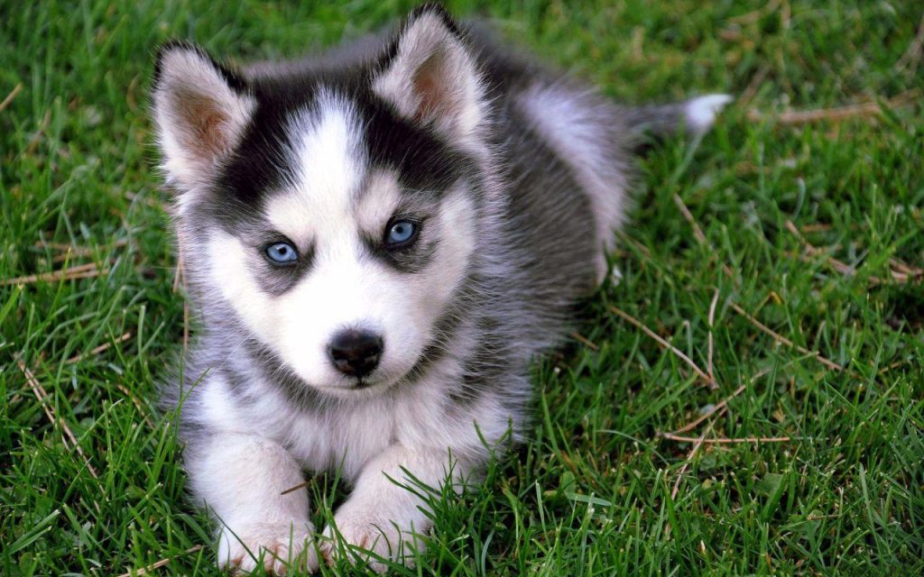 pomsky puppy