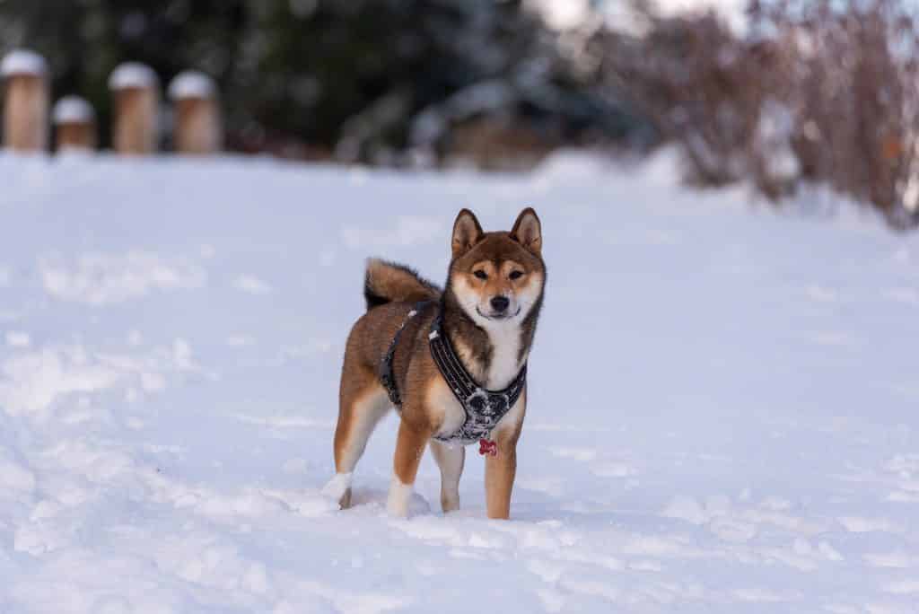 shiba inu hond