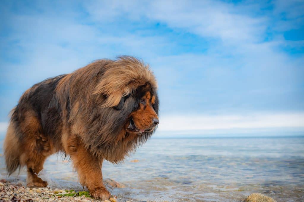 tibetaanse mastiff hond