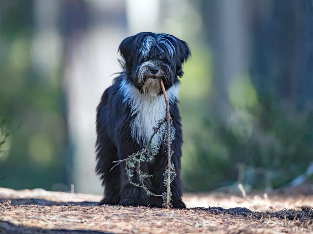 tibetaanse terriër hond