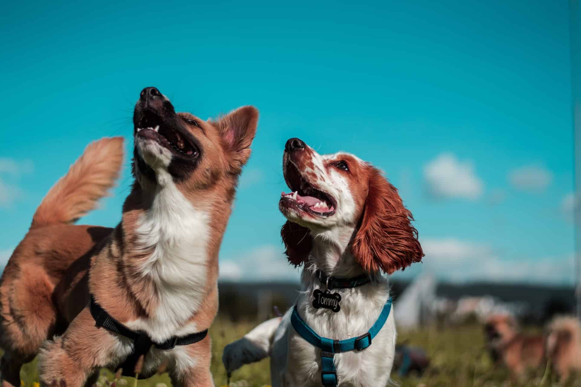 wanneer stopt een hond met groeien