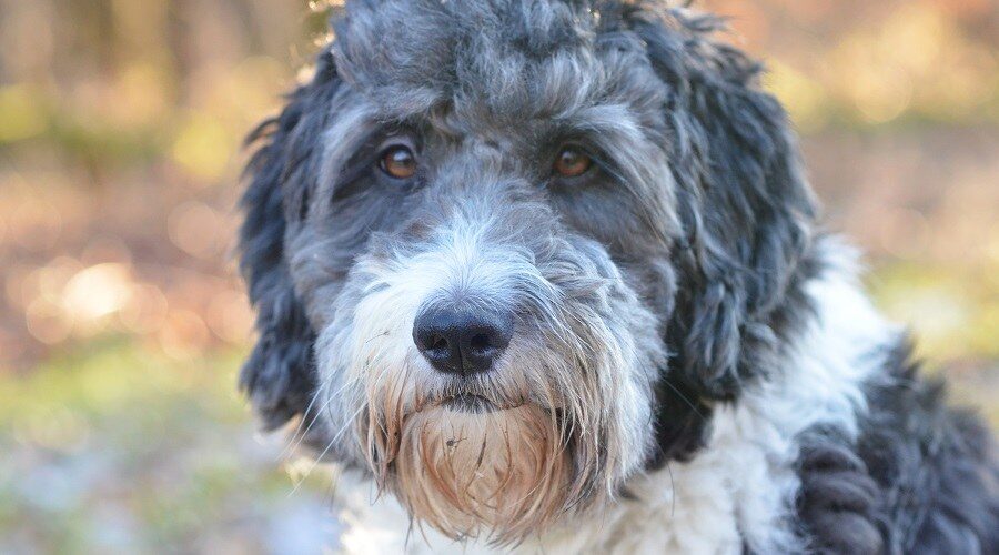 Aussiedoodle hond