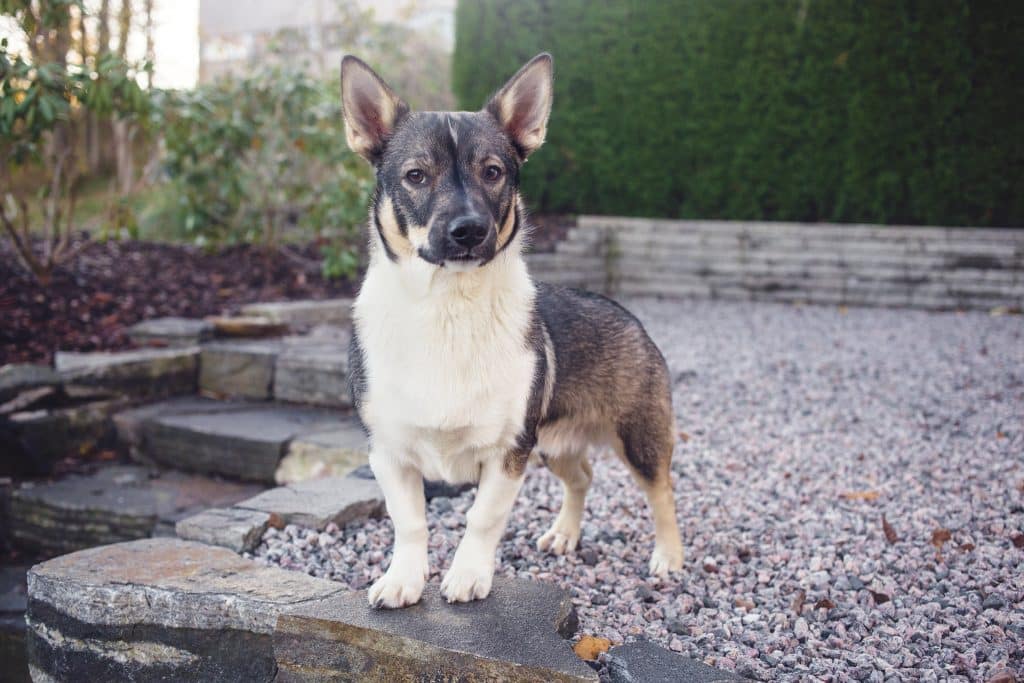 Zweedse Vallhund hond