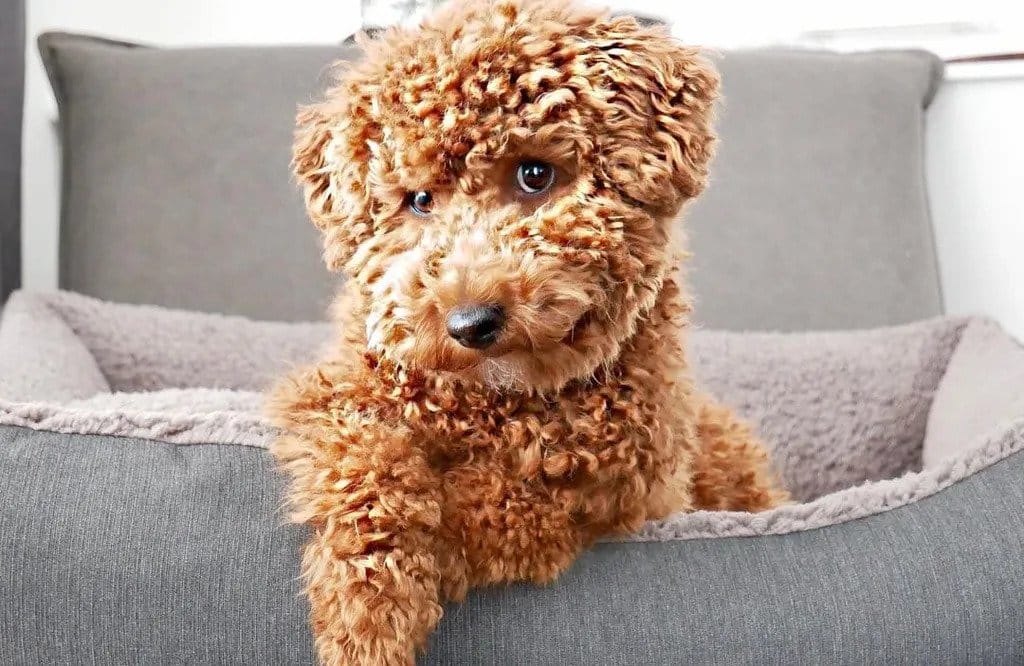 cavapoo hond