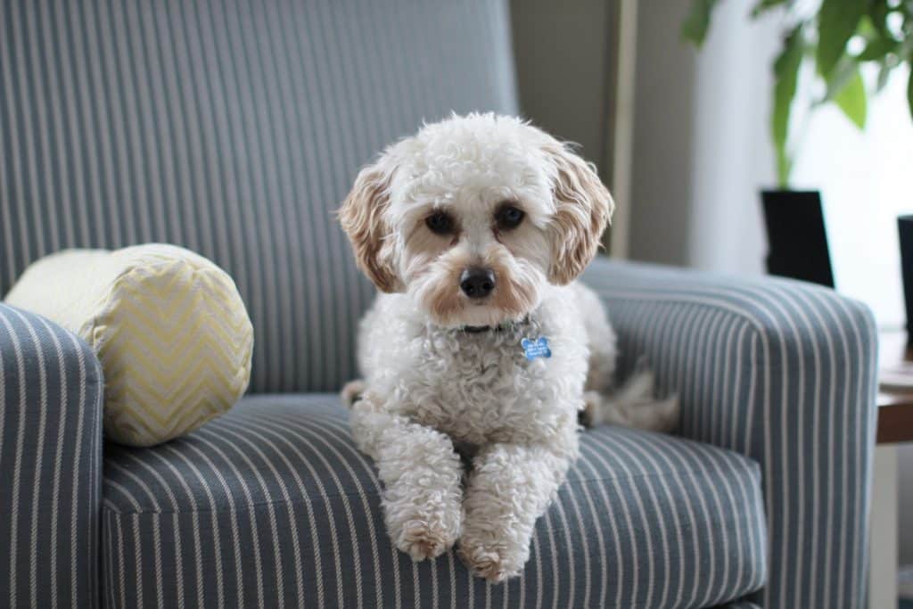 cavapoo hondenras