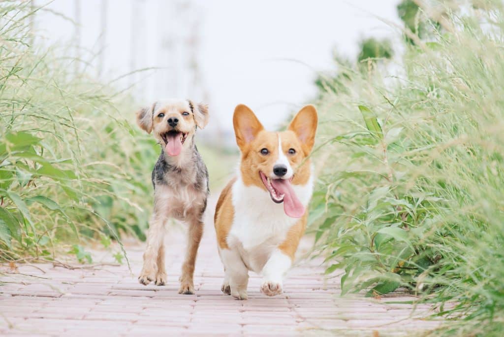 Afscheiding uit het oor van een hond